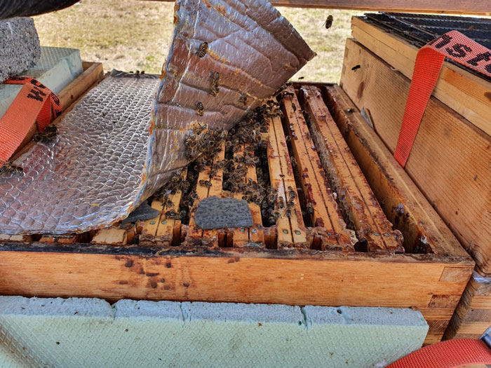bienen_eiunzwanzig