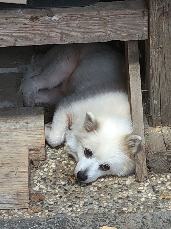 zwei_leni